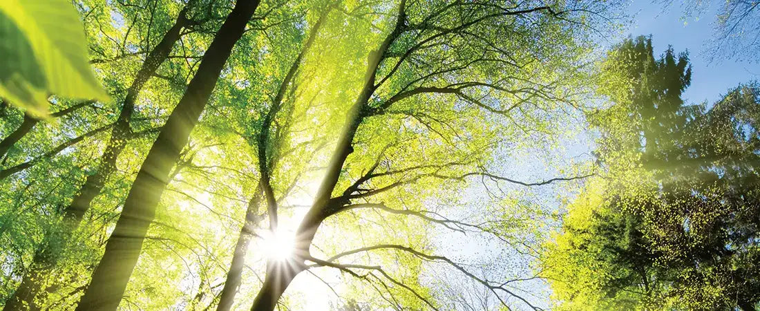 Plotted Development near Taj Alibaug with Amenities